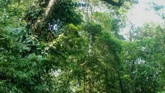 Slow Travel Finds A Home In Rainforests