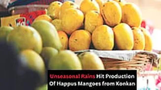 Konkan Hapus Supply Drops In Navi Mumbai's APMC Market; Report Says Season Likely To End By...