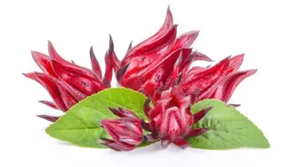 Sorrel plant: Nutrition, culinary uses, and more