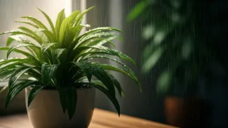 Houseplants Thrive With These Easy Rain Tricks