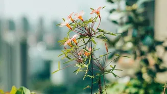 How Urban Balcony Gardeners Save Time And Water Using Terracotta Olla Irrigation Containers