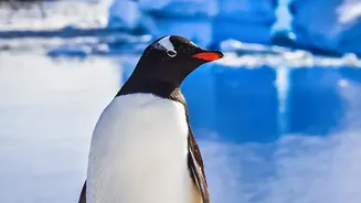 What A New Antarctica Study Means For The Tropical Warm Pool