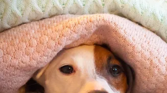 What to Ask Before Leaving Your Pet Alone in a Holiday Room