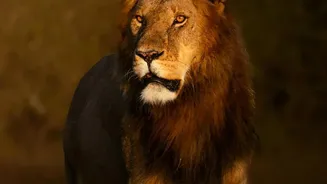 Asiatic lions return to Barda sanctuary