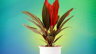 Plants Add Comfort Indoors But Cleaner Air Needs Better Ventilation