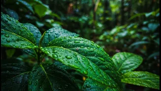 Pruned Plants Are Easier To Inspect When Monsoon Humidity Stays High