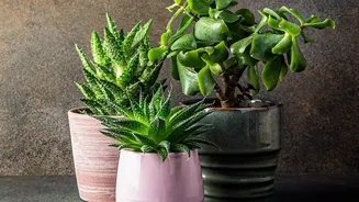 Simple Gardening Tips For Beginners Foolproof Indoor Houseplants For Low Maintenance Greenery