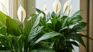 Keep Closed Rooms Fresh Using Ambient Air-Purifying Peace Lilies