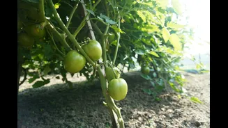Erratic Weather Drives Tomato Prices Higher Across India