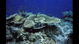 Grande Barreira de Coral pode entrar em colapso com novo El Niño extremo, afirmam cientistas