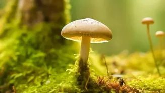 Recycled Coffee Ground Substrates Drive Efficiency In Urban Mushroom Hubs