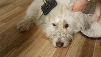 Tired of dog hair everywhere? Try these 5 tips