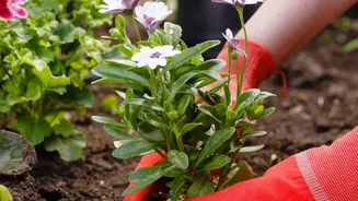 The Latest August Gardening Advice Brings Buying Beyond Current Blooms Into The Garden Plan