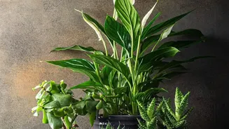 Fresh Scientific Review Examines The Air Purifying Reputation Of Houseplants