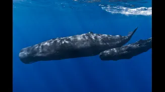Baleias-cachalote usam “vogais” e padrões semelhantes à fala humana, mostra estudo
