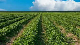 Indian Strawberry Breeding: The Status, Scale and Wider Context