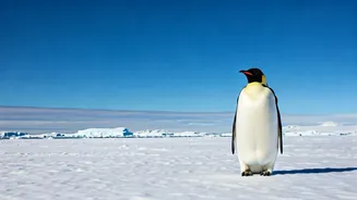 7 Antarctic Wonders: A Traveler's Dream