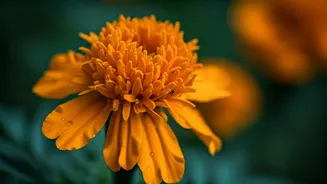 Marigolds Are Pretty, Practical And Pest-Smart