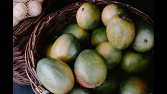 Alphonso crop ruined by heatwave this year: why Ratnagiri rates jumped 60% in May