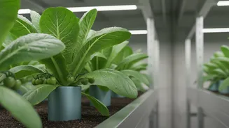 How Low Frequency Vibrations Shield Urban Organic Crops From Insect Damage