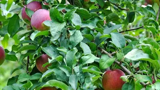 Upgrading Storage Logistics: Kashmir Cooperatives Aim To Safeguard Heritage Apple Crops
