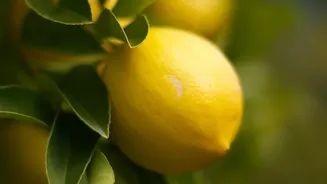 How To Grow A Lemon Plant In A Container: Key Facts And Context