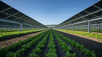 India's Latest Agrivoltaics Drive: Checking Crop Shade Matters More than Solar Capacity Alone