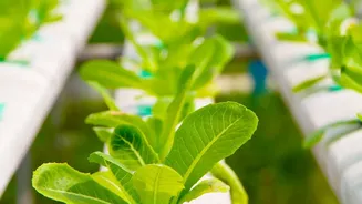 Hydroponics Helps Indian Strawberry Farms Grow Beyond the Usual Season