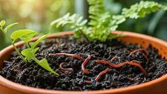 Supercharge Your Balcony Jungle Using High Quality Organic Worm Vermicompost