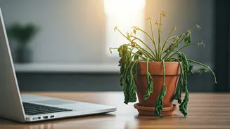 Only 16% Internships Become Full-Time Roles