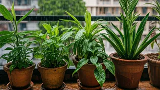 Monsoon Balcony Gardening Tips Every Beginner Should Know