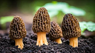 Kashmir's Morel Mushroom Miracle: Cultivating the Prized Gucchi