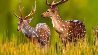 A Closer Look at Non-Flying Animals Spreading Plants Through the 186-Species Seed-Dispersal Study