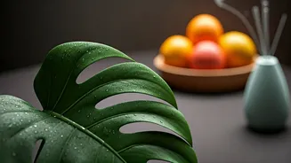 Monsoon Wellness Made Easy For Every Home