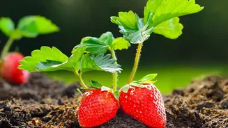 A Plain-English Guide to Indian Strawberry Breeding
