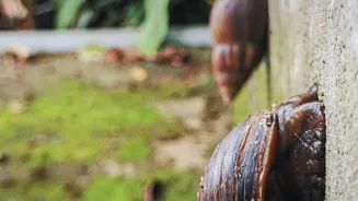 Damp Walls In Monsoon: What Homeowners Can Do