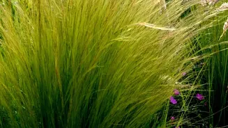 The Latest August Gardening Advice: A Practical Look At Climate-Suitable Plants