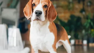 A Dog's Living Environment Can Shape How Quickly Social Cues Appear
