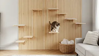 Vertical Wall Bridges Are Newest Urban Cat Parenting Flex