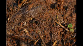 Bactéria do cheiro de terra molhada pode ajudar a controlar insetos