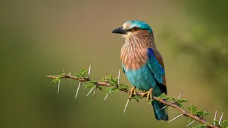 India's Summer Avifauna: Six Dazzling Birds to Spot This Season