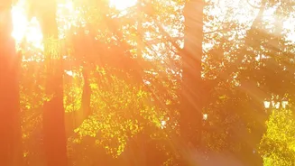 Natural Energy Boost: Spend 10 Minutes In Morning Sun To Reset Circadian Rhythm