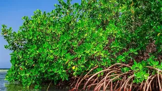 Why Restored Mangroves In Sundarbans Are Storing Record Carbon Levels In Satellite Surveys