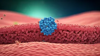 Gut Toxin's Cancer Link Unraveled: Scientists Discover Key Receptor for B. fragilis Toxin