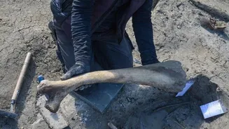 Mamute da Era do Gelo revela costumes humanos de 27.000 anos atrás