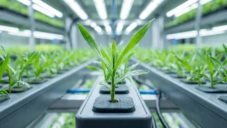 AI Helps Researchers Reprogramme How Plants Detect Infection
