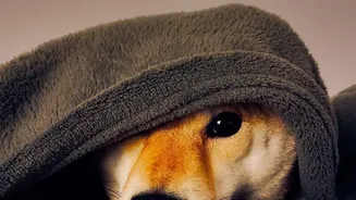 Damp-Coat Danger: How Urban Pet Parents Can Prevent Seasonal Fungal Infections In Dogs