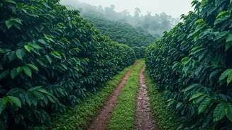 Karnataka's Coffee Country Is Perfect This Monsoon