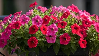 5 Balcony Blooms for a Springtime Spectacle