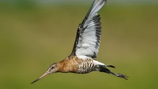 New Evidence Strengthens the Case for Protecting Bird Migration Corridors